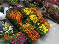 OZEGNA - Successo «colorato» per l'evento dedicato ai fiori - FOTO