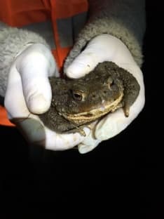 CANAVESE - Volontari e Città metropolitana impegnati a salvare i rospi in amore a Pertusio, Valperga, Vidracco e Vistrorio