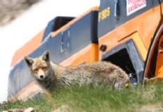 CANAVESE - Volpi e lupi possono coesistere nel Parco del Gran Paradiso?