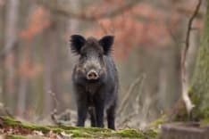 RIVAROSSA - Ancora lamentele per gli spari anti-cinghiale nel cuore della notte: «Non si riesce più a dormire»