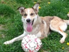 PIVERONE - Perde una zampa e, adesso, cerca una famiglia