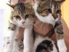 RIVAROLO - Gatti abbandonati vicino al Gigante dentro a un trasportino