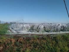 CANAVESE - Il gelo danneggia le aziende agricole e i vigneti: la Regione chiede aiuto al Ministero