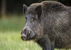 CANAVESE - Allarme cinghiali: la Coldiretti chiede «un piano per la gestione»