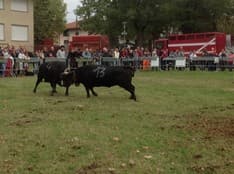 SAN GIUSTO - Allevatore ferito da una mucca durante la fiera