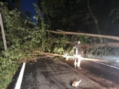 CANAVESE - Temporale e raffiche di vento: giù gli alberi. Nottata di lavoro per i vigili del fuoco - FOTO