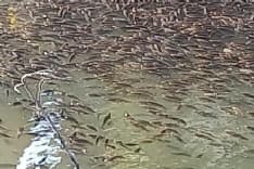 CHIVASSO - Strage di pesci vicino al parco dei Sabbioni, sulla sponda sinistra del Po: interviene l'Arpa