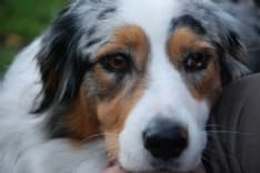 ANIMALI - Polpette avvelenate nei parchi: entra in servizio l'unità cinofila antiveleno