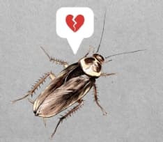 SAN VALENTINO - Uno scarafaggio è per sempre