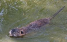 SAN BENIGNO CANAVESE - Veleno per le nutrie: uccisi due cani lungo la pista ciclopedonale