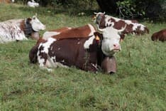 LUSIGLIE' - Il prefetto: «Più controlli contro le mucche abusive»