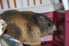 VEROLENGO - Marmotta incastrata nel vano motore di un camper