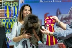 CUORGNE' - In 1300 per la mostra internazionale dei gatti - FOTO