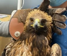 PARCO GRAN PARADISO - I guardaparco salvano un'aquila reale ferita al torace