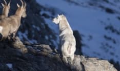 PARCO GRAN PARADISO - Ibridazione dello stambecco: un questionario online per le segnalazioni