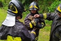 PONT CANAVESE - Vigili del fuoco salvano un cucciolo di capriolo bloccato in un canale - FOTO