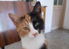 PAVONE CANAVESE - Appello per ritrovare questa bella gattina tricolore