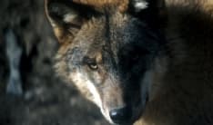 CANAVESE - Lupi pericolosi? Si apre la caccia: la Regione Piemonte difende gli animali