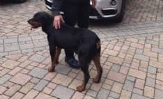 OZEGNA - Il sindaco salva due cani: ora si cercano i proprietari - FOTO