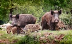 CANAVESE - Boom di danni agli agricoltori provocati dalla fauna selvatica: Coldiretti chiede aiuto ai cacciatori