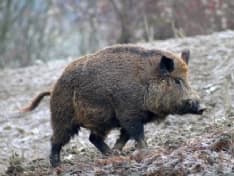 CANAVESE - La Regione discute una nuova legge per contenere il numero di cinghiali