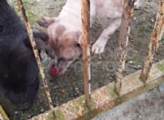 CASELLE - Due cani salvati in extremis: erano da venti giorni senza cibo - FOTO