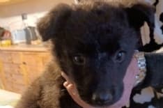 BARBANIA - E' stata operata la cagnolina abbandonata con un femore rotto - FOTO