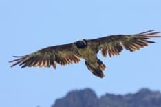 PARCO GRAN PARADISO - Prendono il volo i due gipeti appena nati nell'area protetta