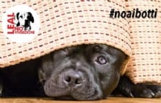 PET - Al via la campagna «No ai Botti» di Capodanno