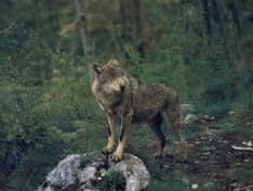 VALLE ORCO - Allarme lupi: nessun pericolo per le persone