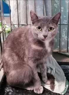 APPELLO URGENTE - In cerca di una famiglia per la piccola Perla