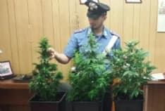 ALICE SUPERIORE - Marito e moglie con la serra di cannabis in casa