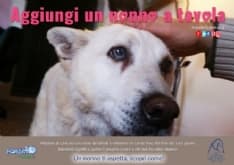 CANI DA ADOTTARE - Prorogata l'iniziativa «Aggiungi un nonno a tavola»