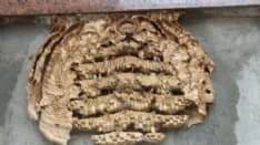 COLLERETTO C. - Al cimitero i calabroni dietro le lapidi - FOTO