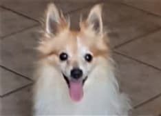 CASTELLAMONTE - Appello per ritrovare questo cagnolino smarrito a Spineto