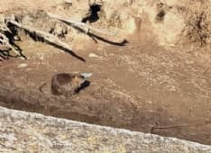 RIVAROLO CANAVESE - Troppe nutrie vicino alla scuola: il Comune piazza le trappole per catturarle - FOTO