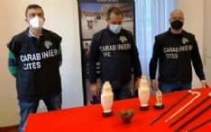 CASELLE - I carabinieri sequestrano oggetti in corno di rinoceronte, avorio e tartaruga - FOTO
