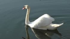 Il canto del cigno del genere umano