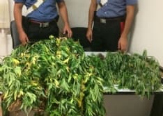 SAN GIORGIO-OZEGNA - Coltivano cannabis: due ragazzi nei guai