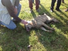 RIVAROLO CANAVESE - Lupo investito e ucciso a due passi dalle case del centro - FOTO E VIDEO