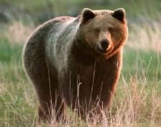 Amministratori pro-tempore