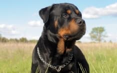 LOMBARDORE - Cane azzanna il padrone nel giardino di casa