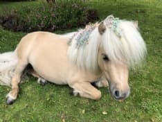 PET - Teddy the Shetland, la star dei social con gli zoccoli