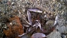 CUORGNE' - Moria pesci nella roggia: rischio multe fino a 3300 euro