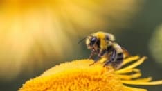 CANDIA CANAVESE - La rivincita delle api: già raccolti 56 mila euro per gli apicoltori danneggiati dalla spedizione punitiva