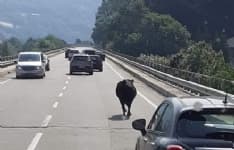 PONT CANAVESE - Un toro a spasso sulla 460: dribbling degli automobilisti per evitare incidenti