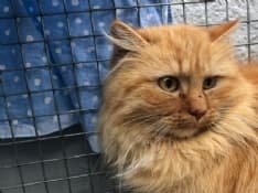 ANDRATE - La colonia felina ha bisogno di qualche nuovo volontario amante dei mici