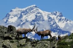 IL PARCO NAZIONALE DEL GRAN PARADISO TRA I MIGLIORI AL MONDO