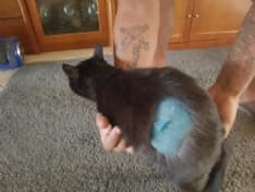 CUORGNE' - Gatto colpito da un proiettile in via Brigate Partigiane