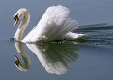 CHIAVERANO - DENUNCIATO IL KILLER DEL CIGNO BALDASSARRE